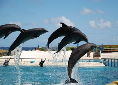 Шоу с дельфинами в Кемере